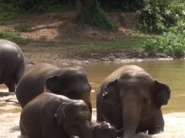 La manada de elefantes intentando cruzar el río