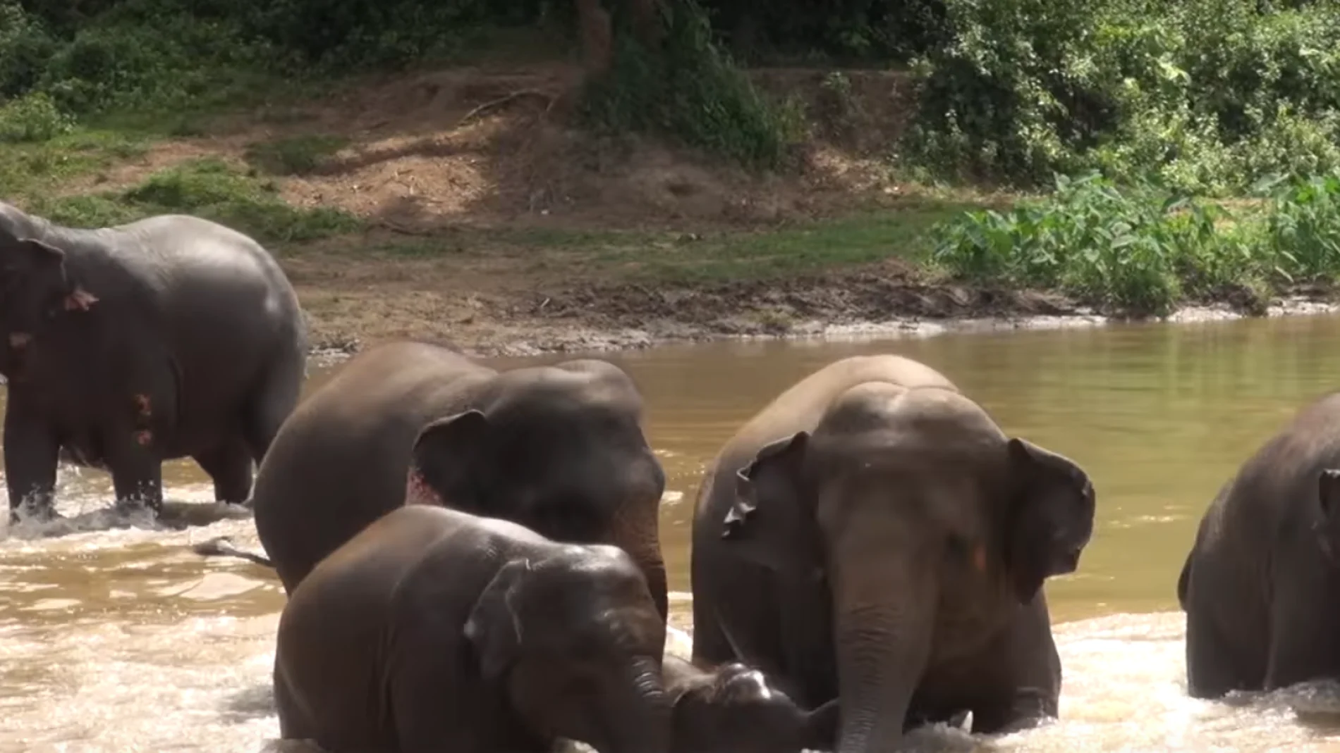 La manada de elefantes intentando cruzar el río La manada de elefantes intentando cruzar el río