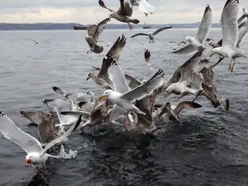 Aves marinas Aves marinas