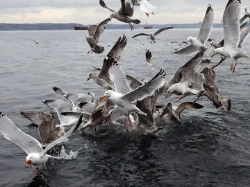 Aves marinas Aves marinas