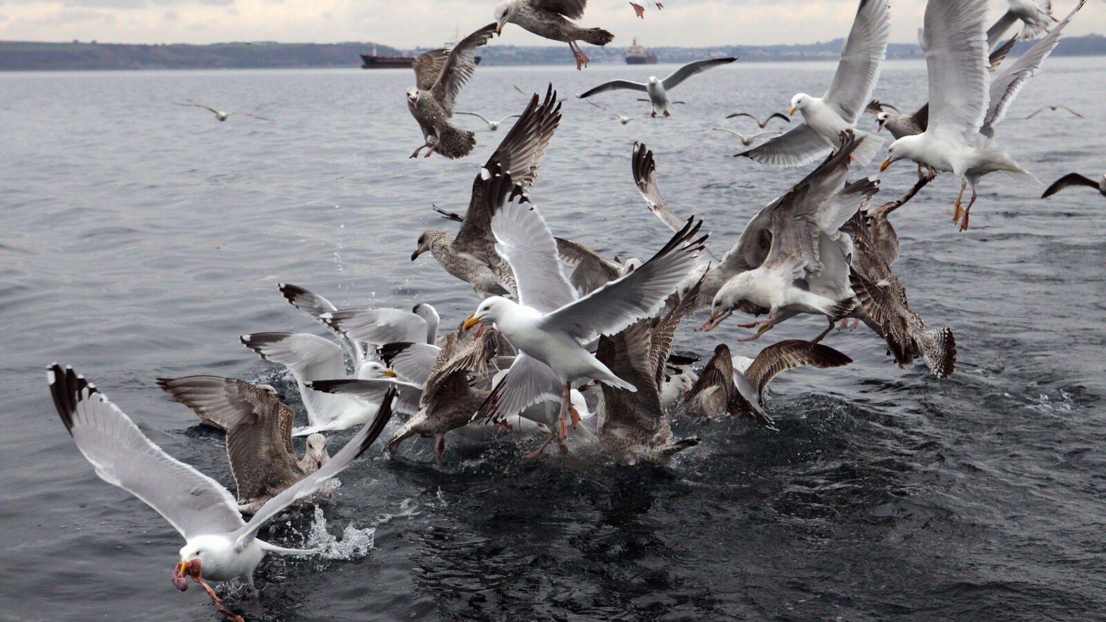 El plástico tiene un olor que desencadena el apetito de las aves marinas, lo que les hace confundirlo con comida