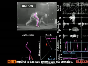 Un mono con parálisis vuelve a caminar gracias a un chip Un mono con parálisis vuelve a caminar gracias a un chip