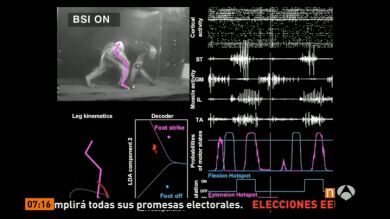 Consiguen que vuelvan a caminar monos con parálisis en una pierna gracias a un chip