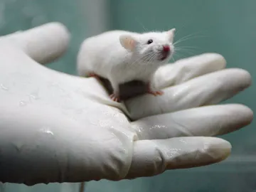 Ratas de laboratorio Ratas de laboratorio