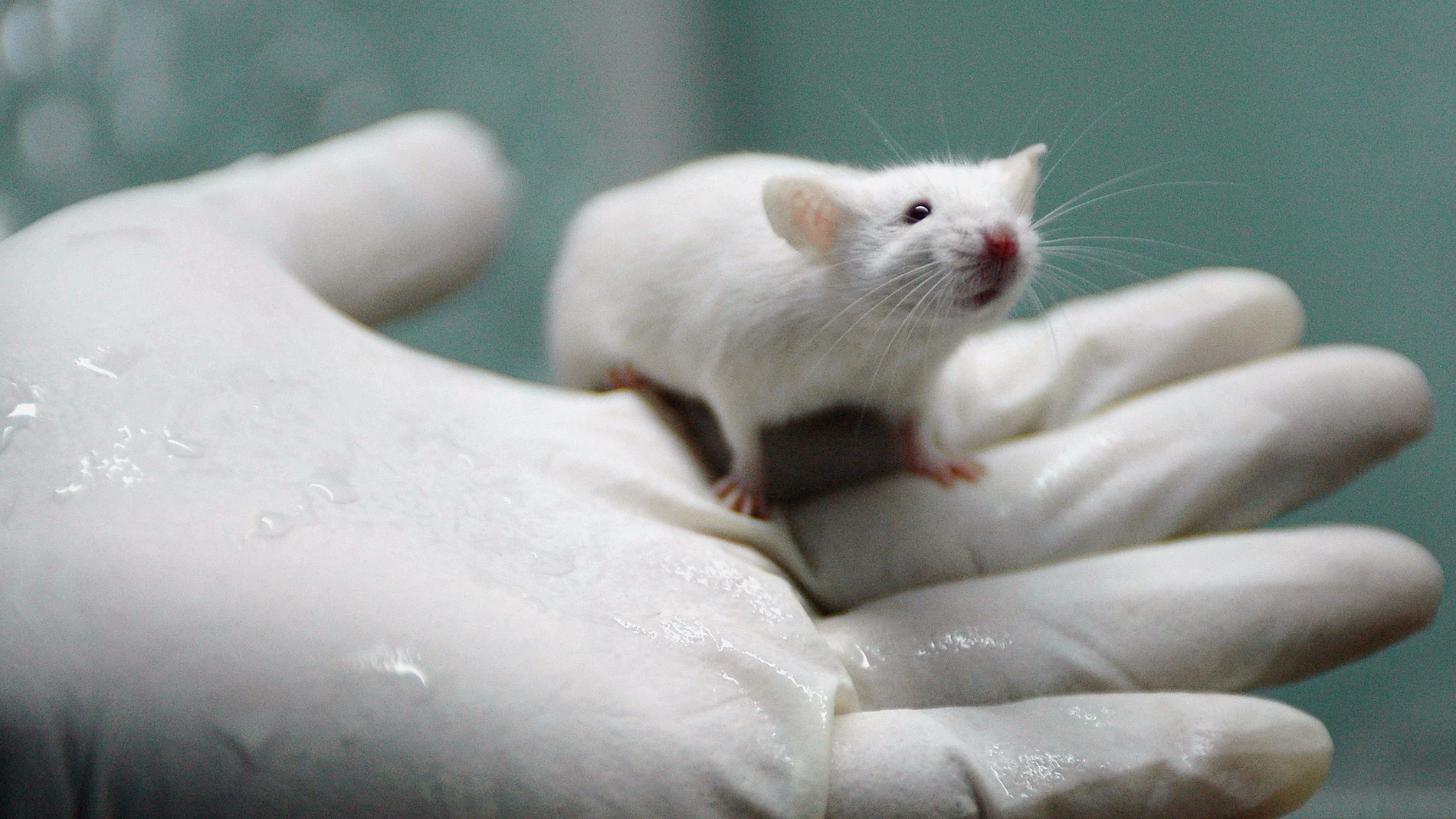 Ratas de laboratorio Ratas de laboratorio