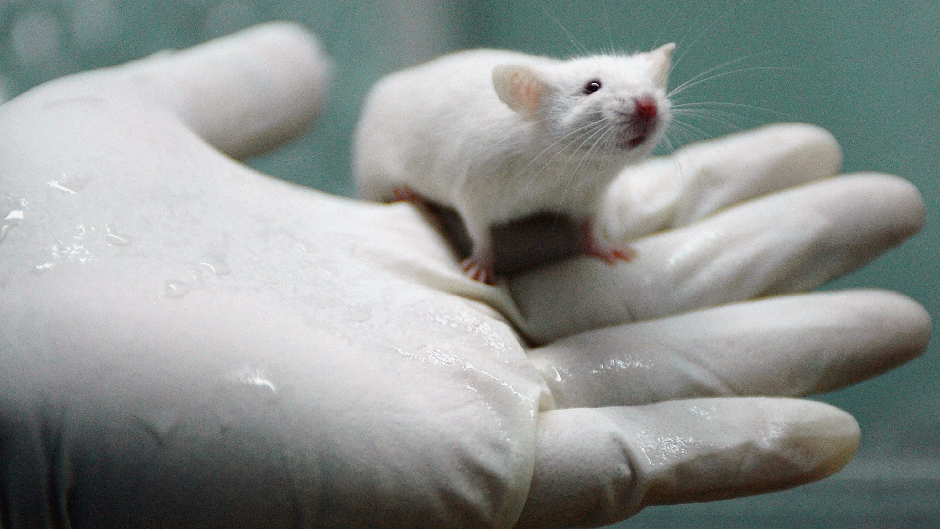 Ratas de laboratorio Ratas de laboratorio