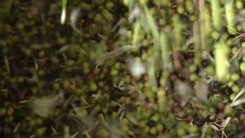Frame 17.997112 de: La cosecha del olivar superar&aacute; el mill&oacute;n y medio de toneladas