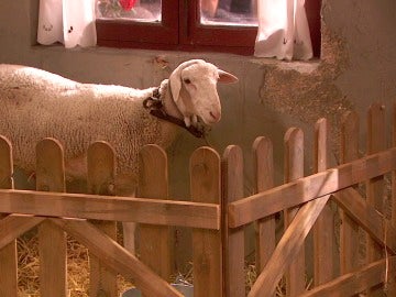 La pérdida de clientes de Rosario se debe a... ¡Telesforo!