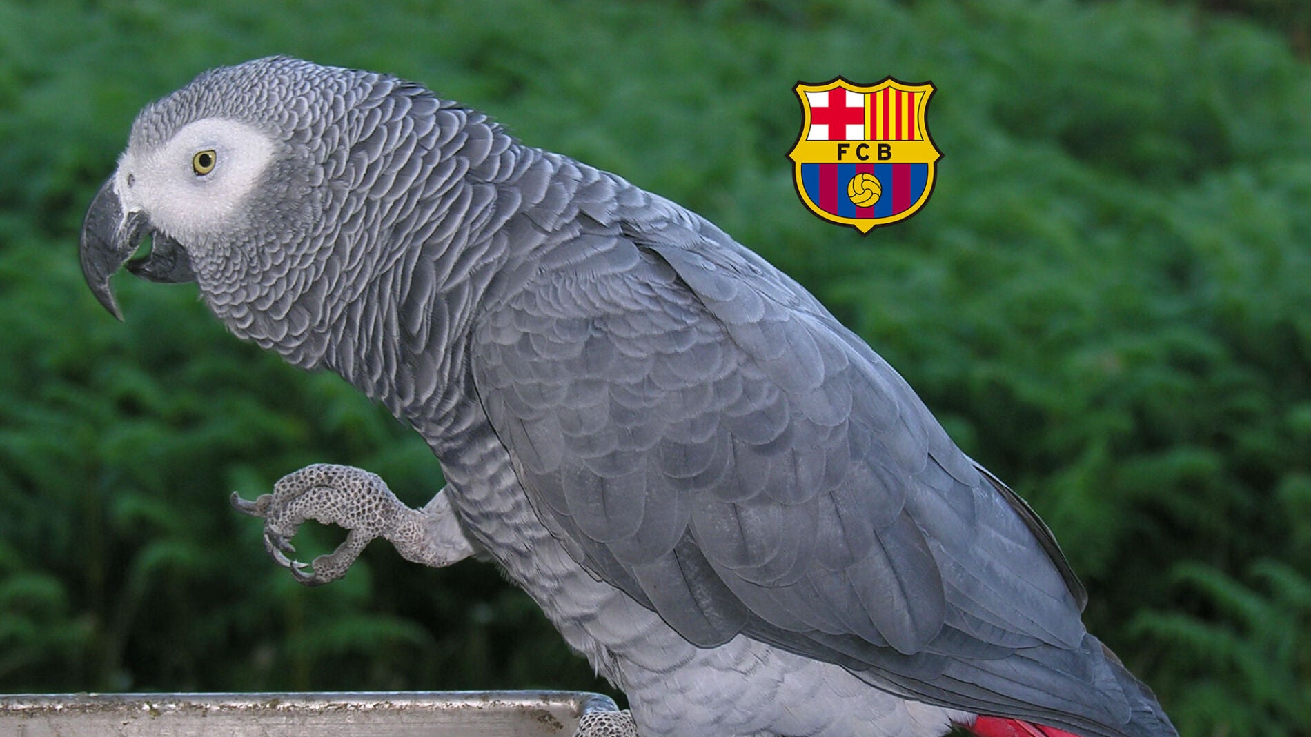 Un loro de la especie 'yako'