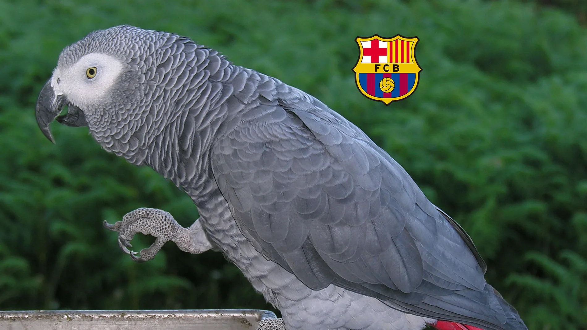 Un loro de la especie 'yako' Un loro de la especie 'yako'