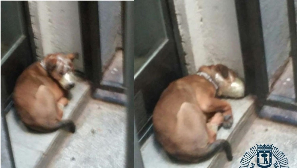 Uno de los perros rescatados estaba amordazado en la terraza