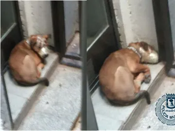 Uno de los perros rescatados estaba amordazado en la terraza Uno de los perros rescatados estaba amordazado en la terraza