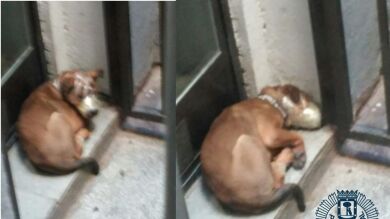 Rescatan a cuatro gatos y dos perros que vivían sin agua y rodeados de excrementos en una vivienda en Madrid