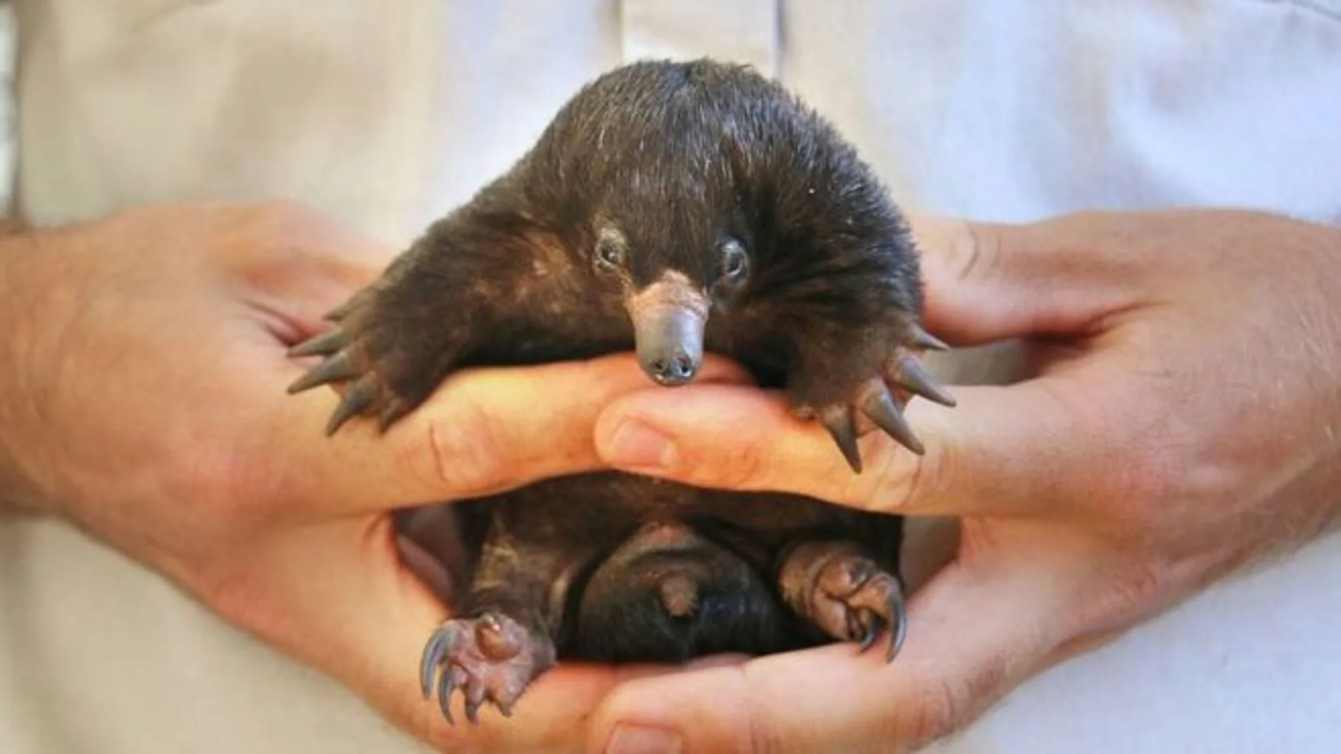 Oso hormiguero nacido en Australia Oso hormiguero nacido en Australia