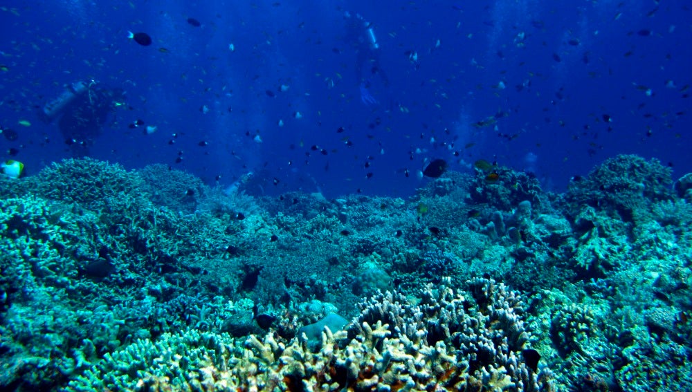 Científicos estudiando los corales del Caribe