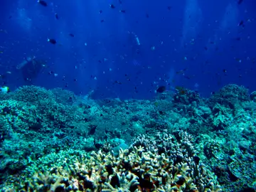 Científicos estudiando los corales del Caribe Científicos estudiando los corales del Caribe