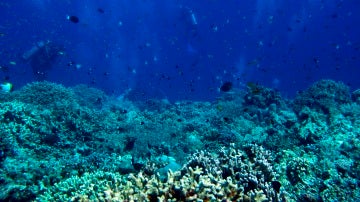 Científicos estudiando los corales del Caribe