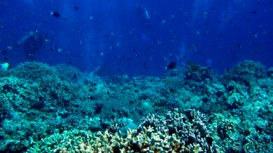 Los corales de Caribe sobrevivieron al cambio climático hace millones de años e incluso se fortalecieron por su efectos