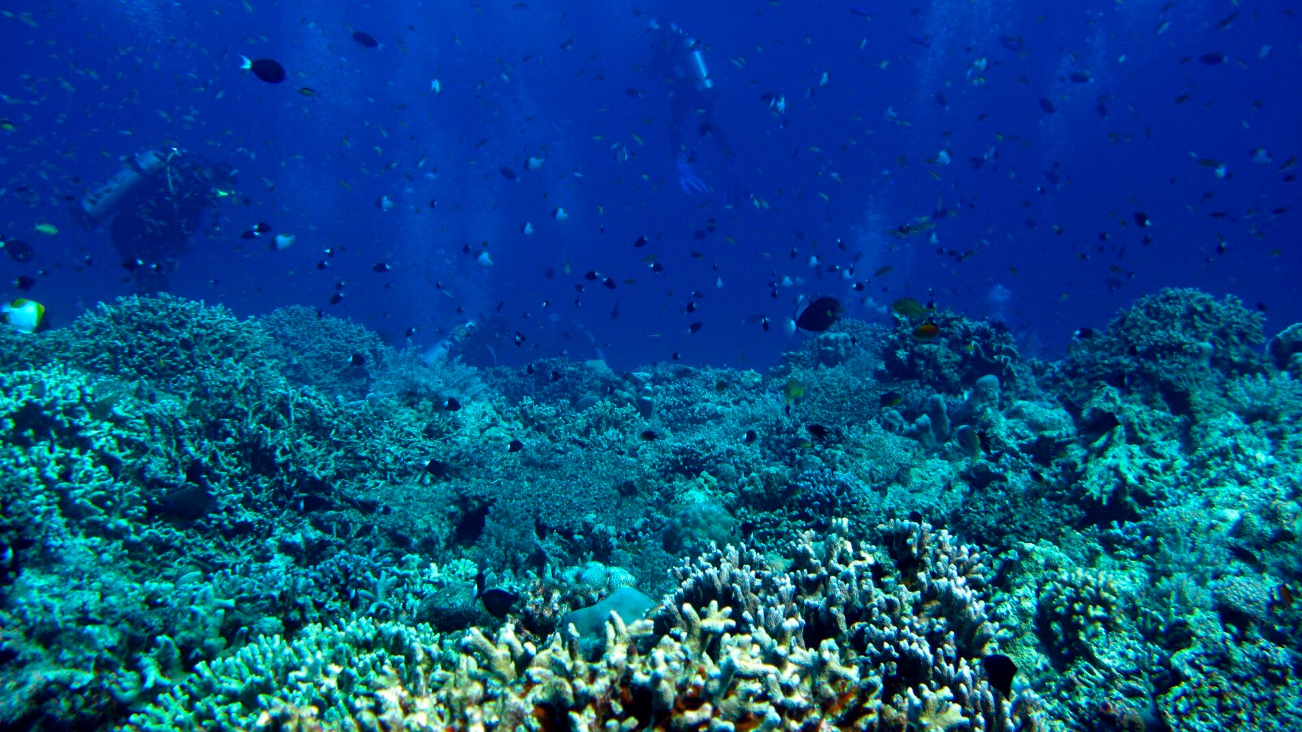 Cient&iacute;ficos estudiando los corales del Caribe