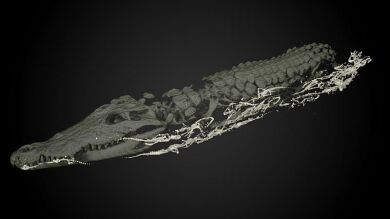 Un escáner 3D revela que la momia de un cocodrilo alberga al menos 47 crías momificadas