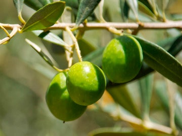 Imagen de varias aceitunas en las ramas de un olivo