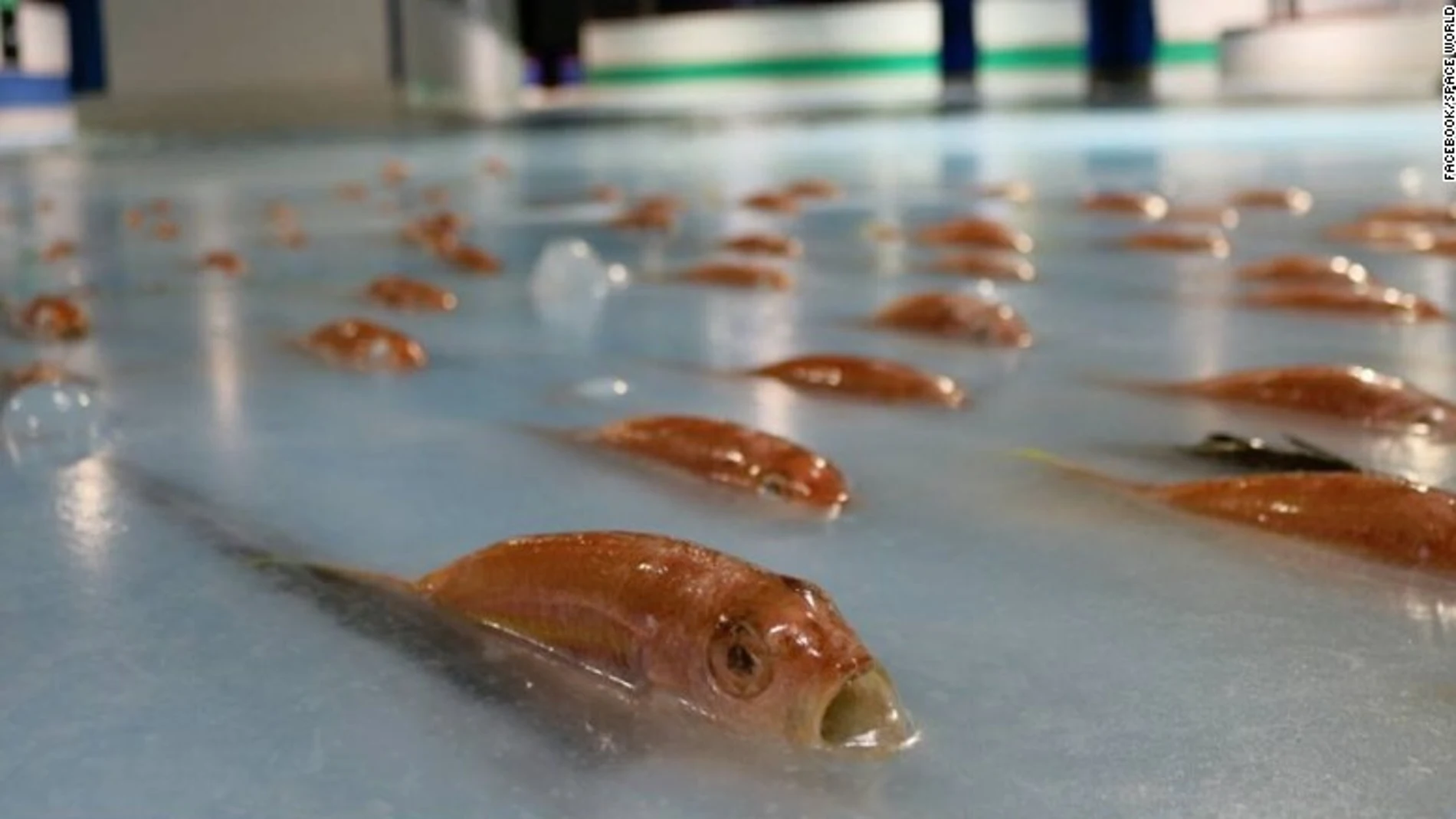 Peces congelados del parque temático 'Space World' Peces congelados del parque temático 'Space World'