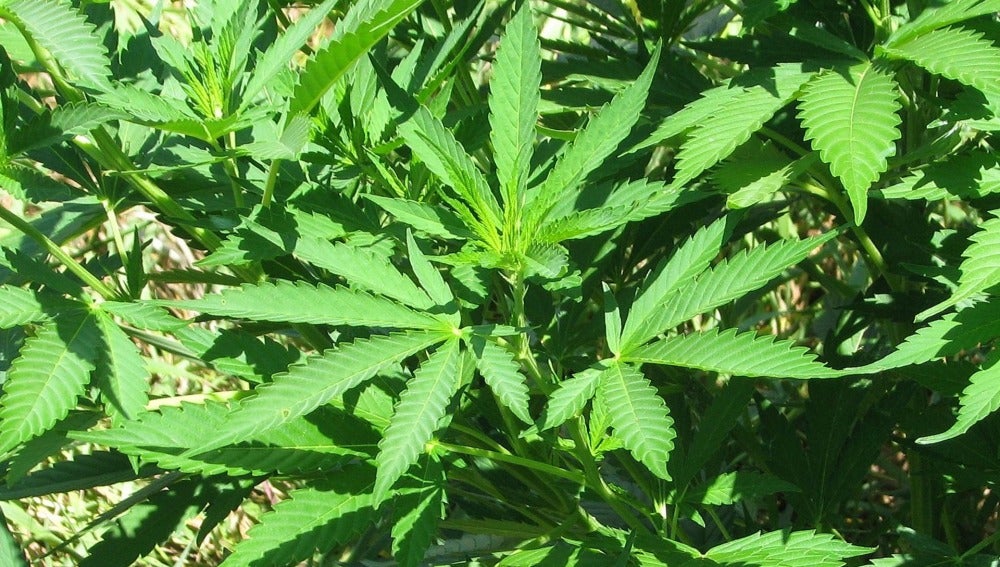 Planta de marihuana