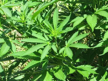 Planta de marihuana Planta de marihuana