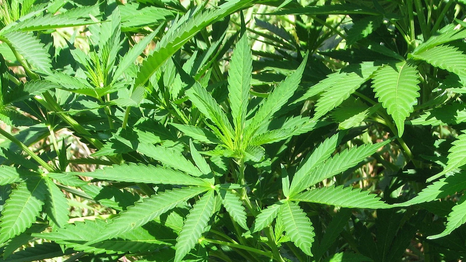Planta de marihuana Planta de marihuana