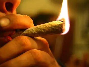 Consumidor de cannabis Consumidor de cannabis