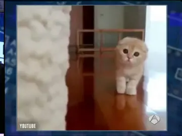 Frame 99.378353 de: Descubre el primer gato capaz de jugar al escondite inglés Frame 99.378353 de: Descubre el primer gato capaz de jugar al escondite inglés