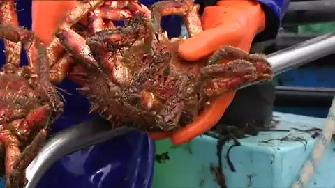 Frame 24.536271 de: Se inicia la campaña de captura de centollas de cara a Navidad Frame 24.536271 de: Se inicia la campaña de captura de centollas de cara a Navidad