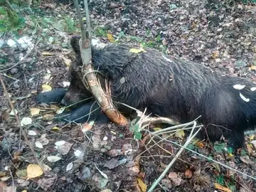 Oso pardo hembra aparecida muerta en León Oso pardo hembra aparecida muerta en León