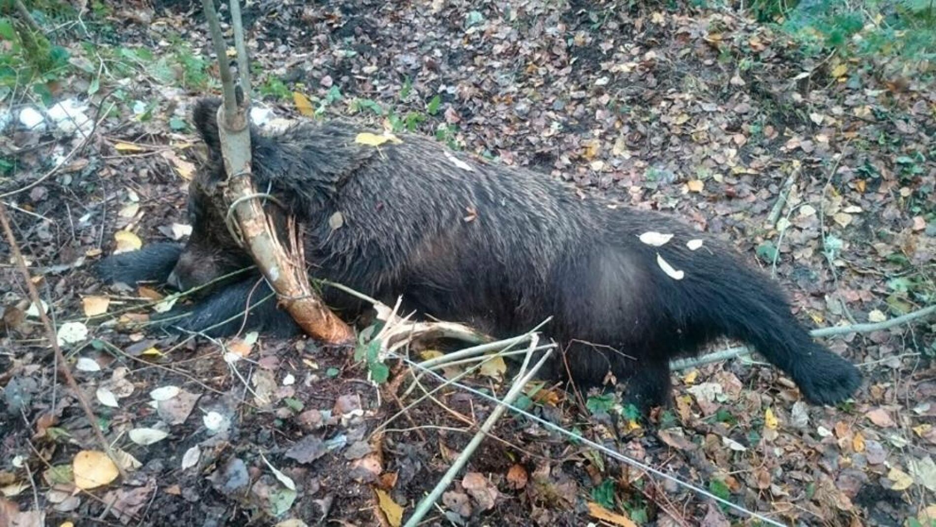 Oso pardo hembra aparecida muerta en Le&oacute;n