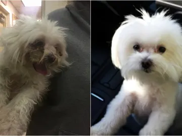 El antes y el después de Bella El antes y el después de Bella
