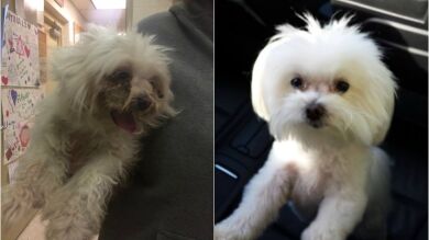 Una familia de Florida encuentra a más de 1.000 kilómetros a su perrita desaparecida desde hace tres años