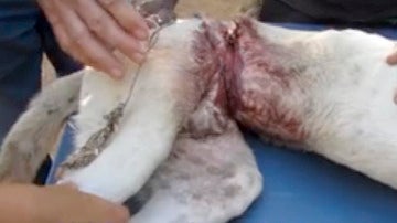 Rescatan a Ben, un perro callejero con un alambre alrededor de su cadera