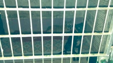 La Policía de Madrid rescata a tres perras que vivían en condiciones lamentables en un trastero