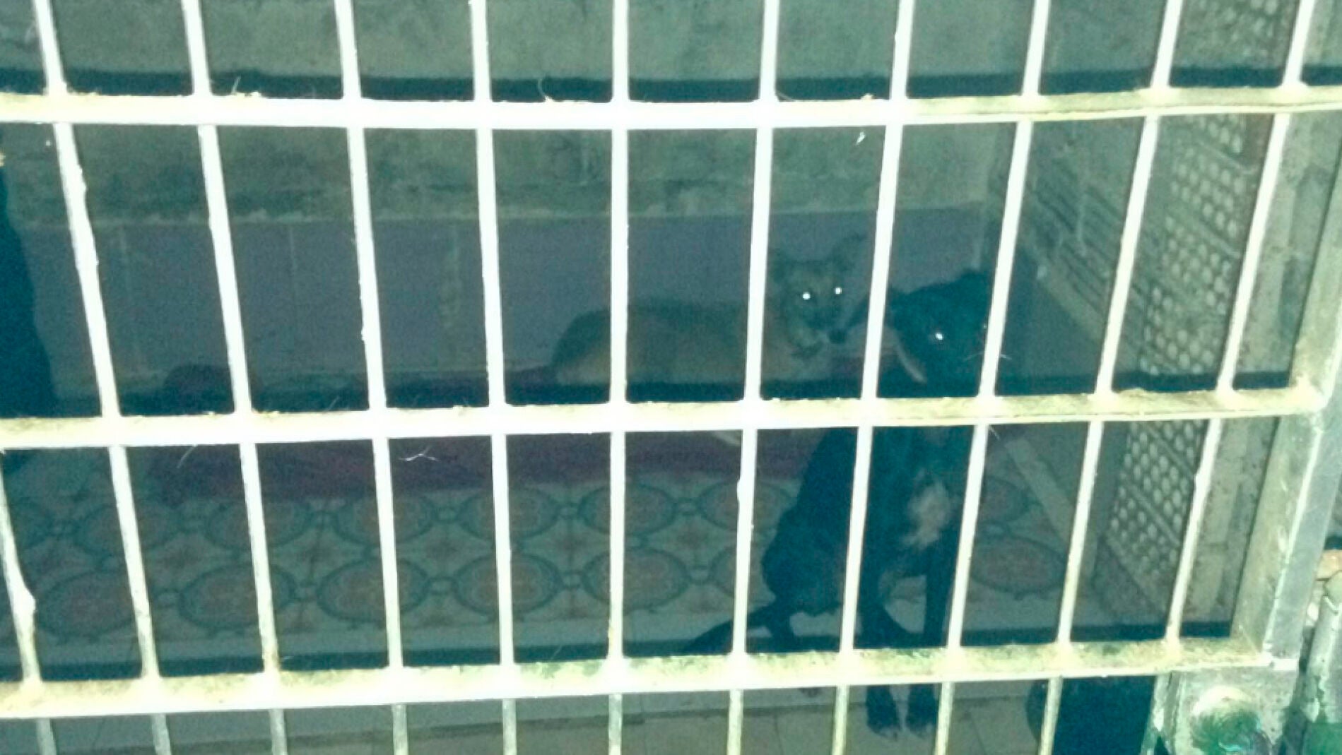 Las tres perras rescatadas