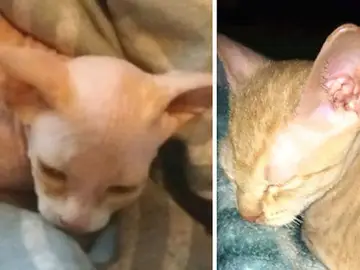 El gato que vendieron a la joven El gato que vendieron a la joven