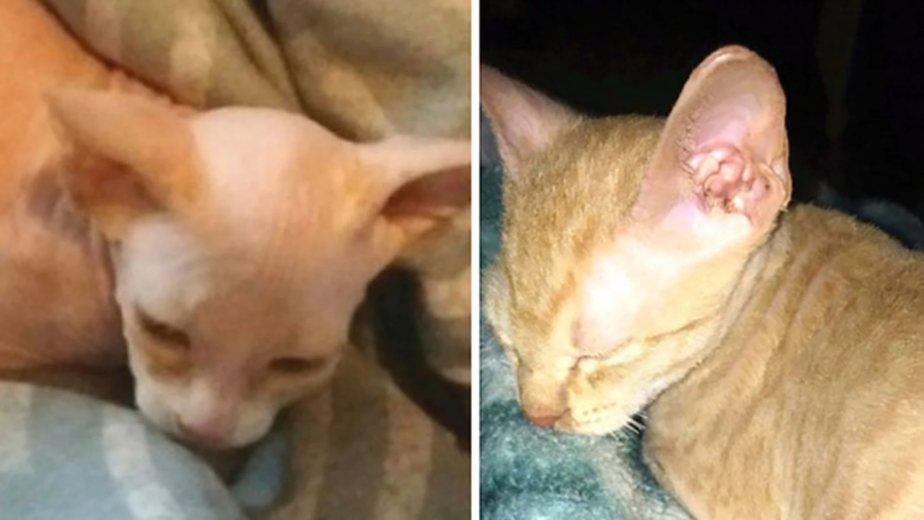 El gato que vendieron a la joven El gato que vendieron a la joven