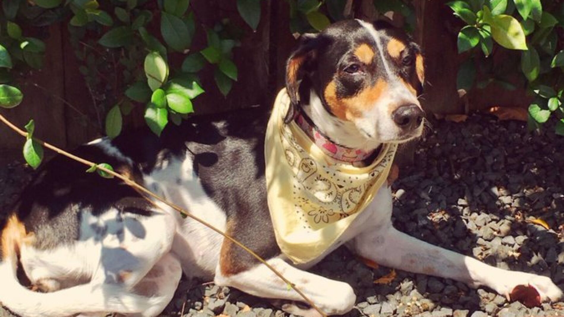 'Mika' la perra desaparecida 