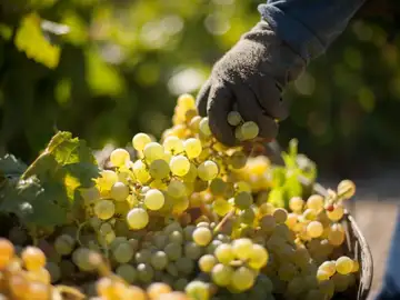 Una cosecha de uvas Una cosecha de uvas