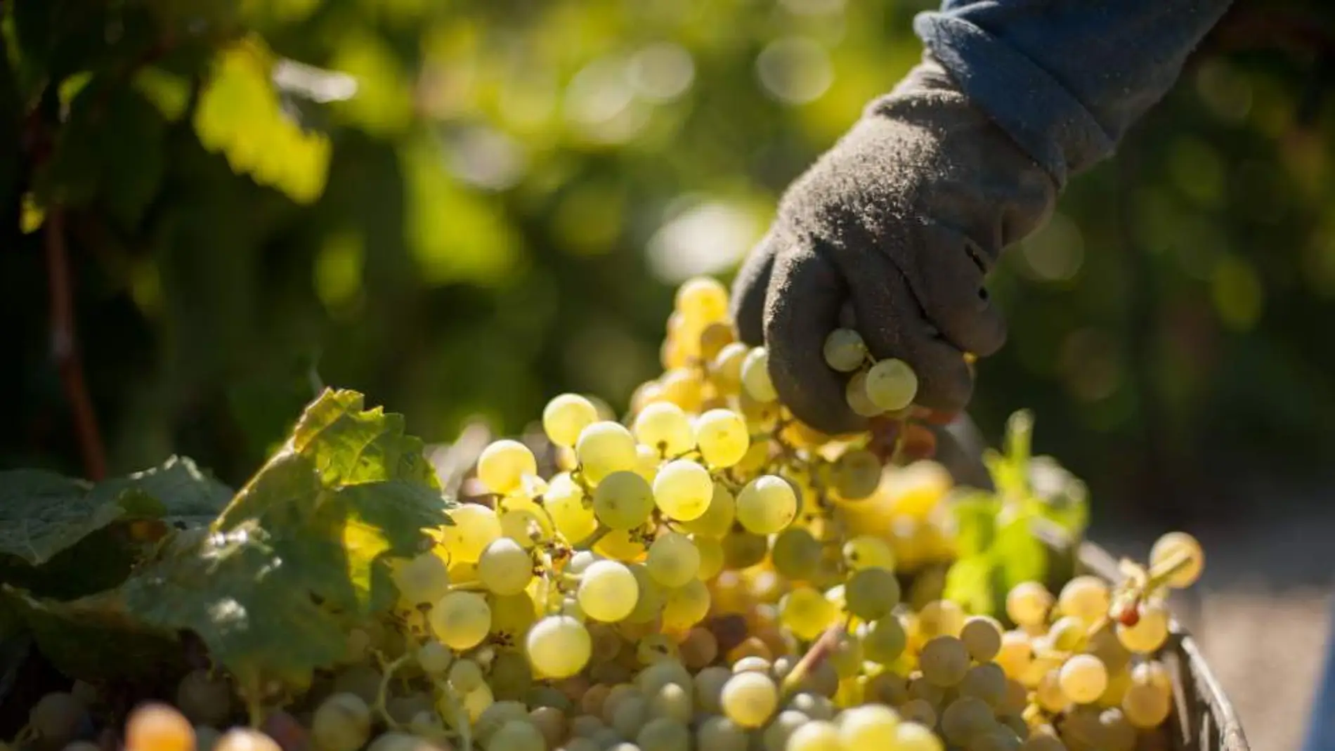 Una cosecha de uvas Una cosecha de uvas