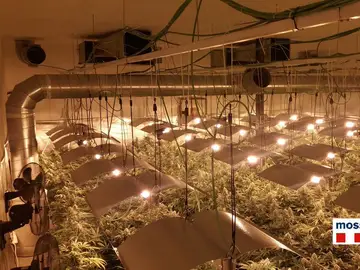 Plantación de marihuana Plantación de marihuana