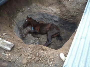 Investigan a un concejal de Rioja (Almería) tras aparecer su caballo en una zanja
