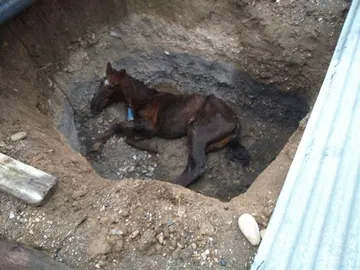 Investigan a un concejal de Rioja (Almería) tras aparecer su caballo en una zanja Investigan a un concejal de Rioja (Almería) tras aparecer su caballo en una zanja