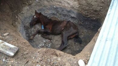Investigan a un concejal almeriense por abandonar a su caballo en una zanja de dos metros durante tres días