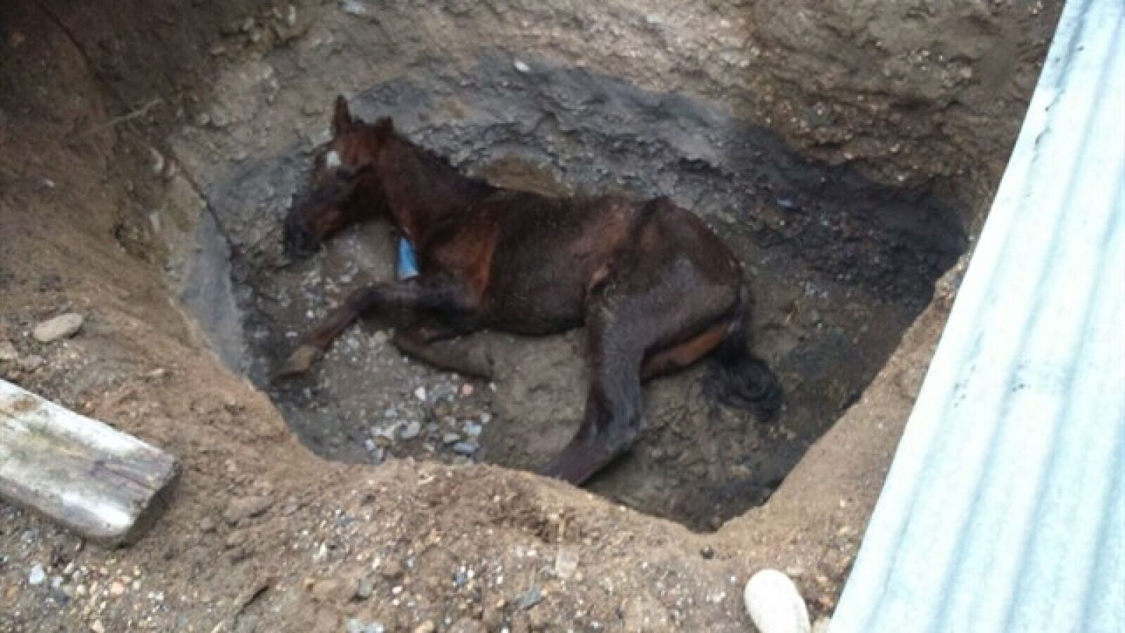 Investigan a un concejal almeriense por abandonar a su caballo en una zanja de dos metros durante tres días