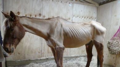 Las fotos de un caballo esquelético indignan a la Red